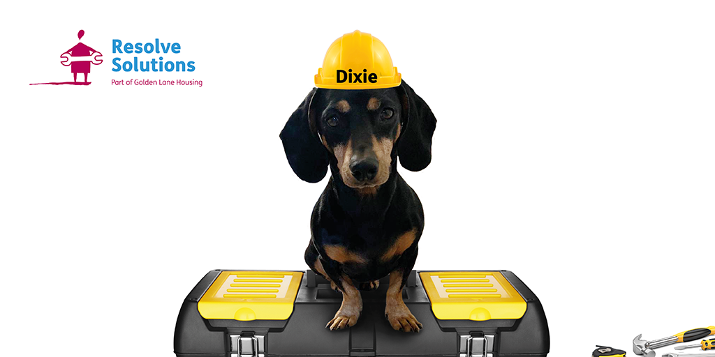 GoldenLaneHouse's tweet photo. Hi, Iโm Dixie, the mascot for GLH's #ResolveSolutions.
Itโs especially important that we all stay safe at the moment. I have been working with the repairs team on some handy hints and information - check back here as these are coming soon! #MoreThanJustARepairsService https://t.co/KUCoBVQJV9