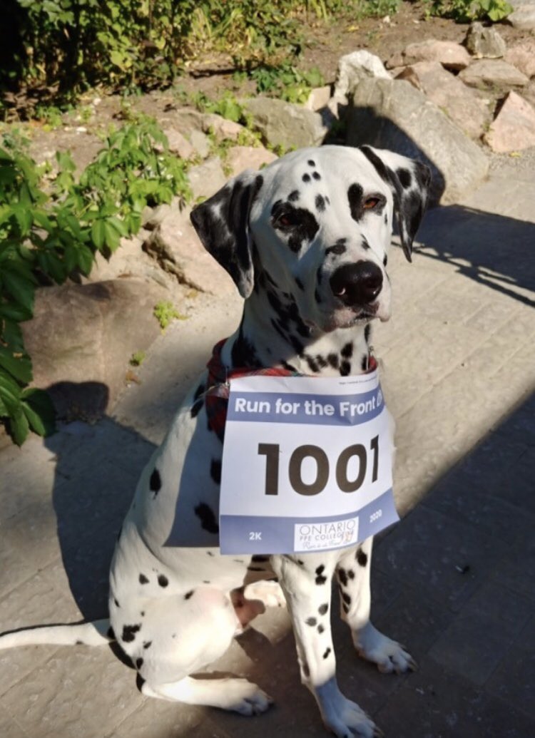OntarioPpe's tweet photo. Join our team mascot in the #Run4theFrontLine to help us support front line workers in need of PPE 💙🐶 https://t.co/V6e3vxodbt https://t.co/tan9Y502Eh