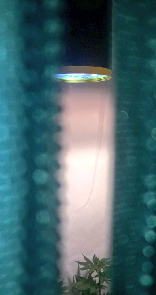 AdrycManellson's tweet photo. Aquí están las #FairyWave #NuevosProyectos de mi Hada y @GreenbudSeeds, recientitas #Tranplantadas a #Sust #Natural 7.5 ltrs. @ProXL_Spain y su gama #Fertilizado #Orgánico bajo #LEC315Wts #RefBlanca #LED25Wts @SpectronLED #Apoyo by @HydroGardenLtd #Vegetativo, Preciosas..😍..🧚‍♂️😎 https://t.co/8Pk3jLyl15