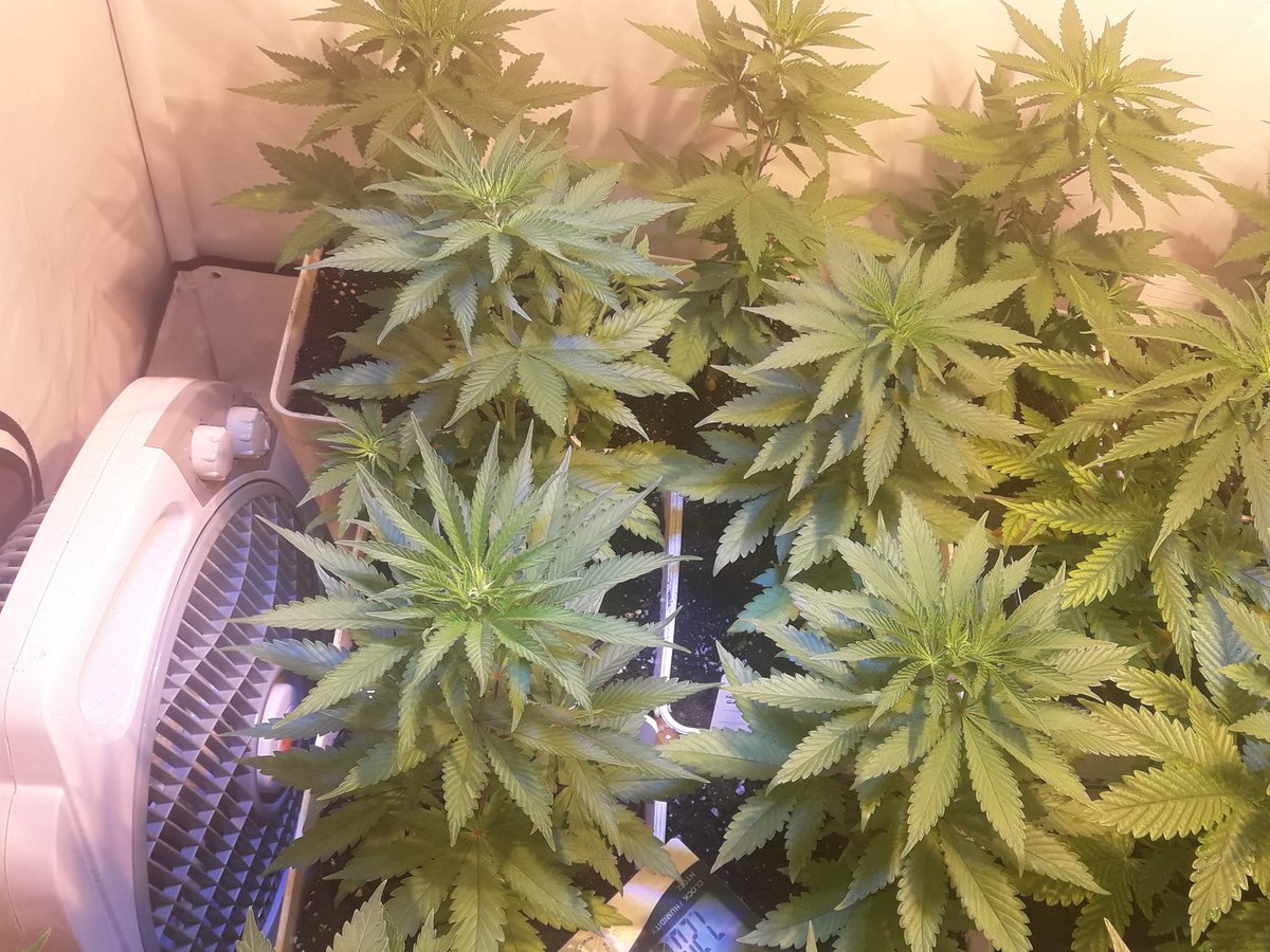 AdrycManellson's tweet photo. Aquí están las #FairyWave #NuevosProyectos de mi Hada y @GreenbudSeeds, recientitas #Tranplantadas a #Sust #Natural 7.5 ltrs. @ProXL_Spain y su gama #Fertilizado #Orgánico bajo #LEC315Wts #RefBlanca #LED25Wts @SpectronLED #Apoyo by @HydroGardenLtd #Vegetativo, Preciosas..😍..🧚‍♂️😎 https://t.co/8Pk3jLyl15