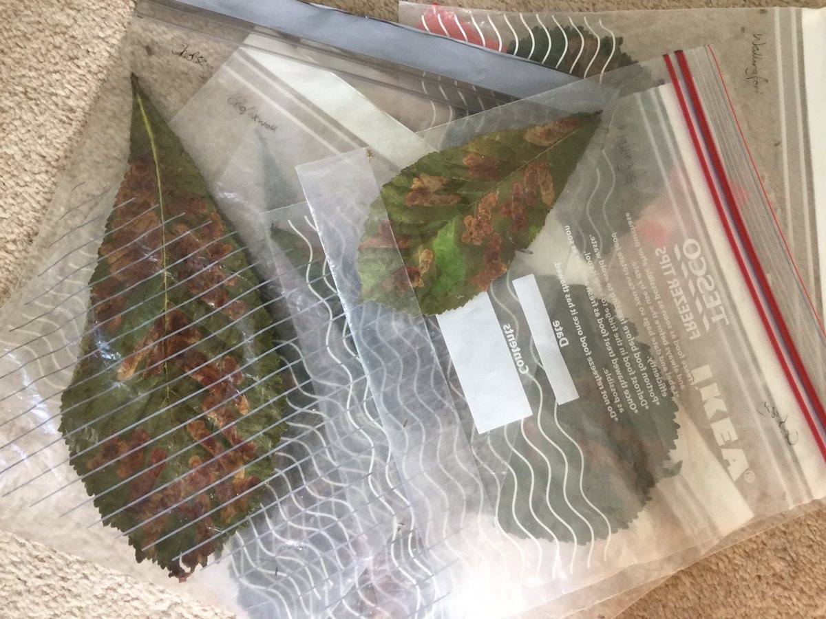 conkerscience's tweet photo. We’re ready for your records! If you’ve got your Conker #LeavesInBags now is the time to check them for ‘pest controllers’ and send us your results https://t.co/r0Bkud4YRo https://t.co/WGSNpBV6E0