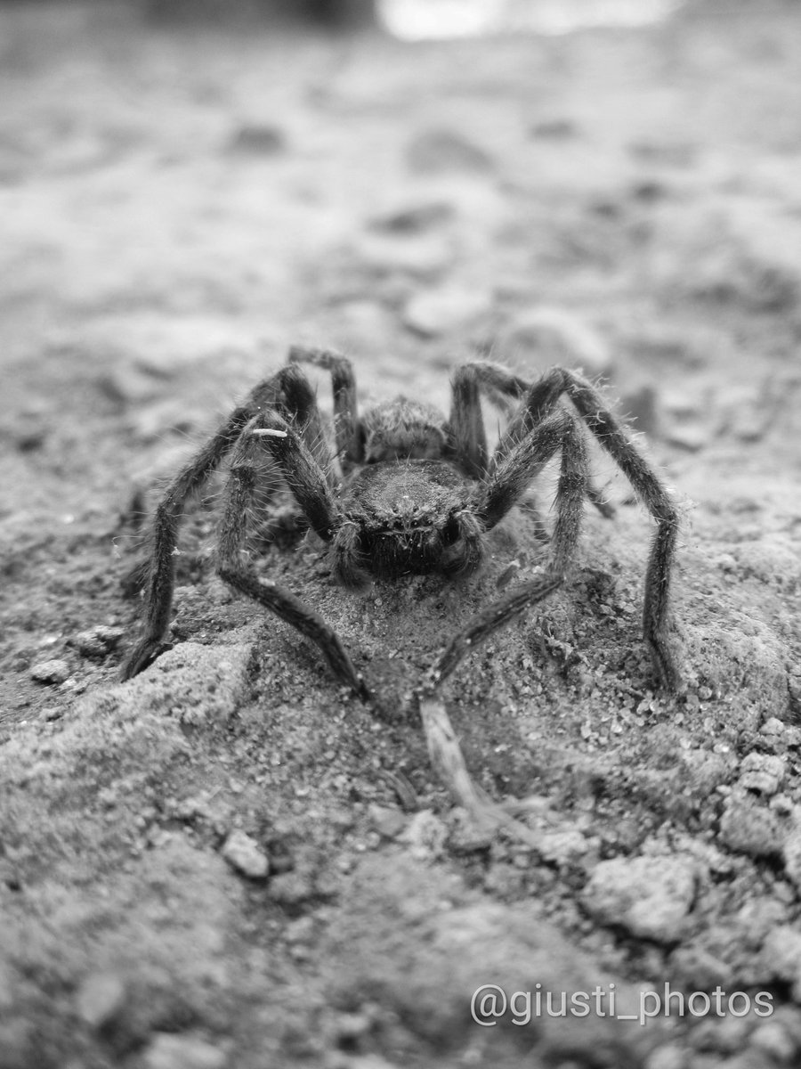 GiuntaGiusti tweet media