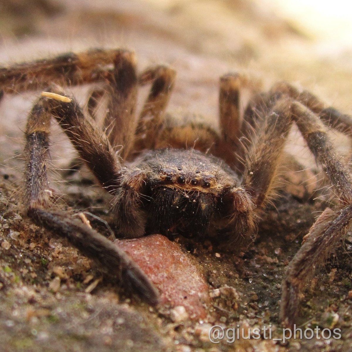 GiuntaGiusti tweet media