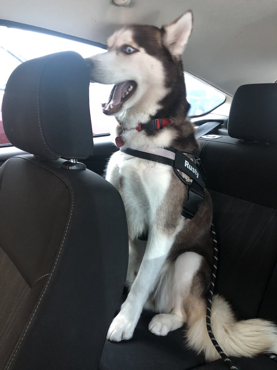 timmy_j17's tweet photo. @hornythickitten Here’s my husky getting told he’s going to the park then getting an ice bath https://t.co/bKqtTdCAx8