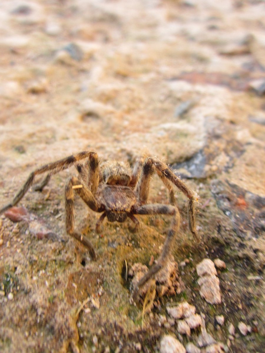 GiuntaGiusti tweet media