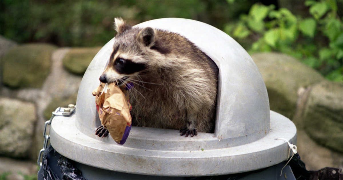 contextualhell's tweet photo. @bdrmlabel If they didn’t want us to eat out of the garbage they’d stop putting good ass food in there https://t.co/ryIM9IWcTO