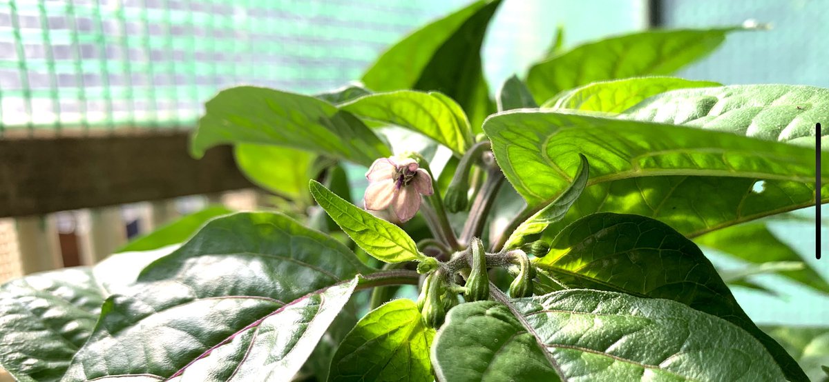 ChilliShenanig1's tweet photo. First #PurpleBhutJolokia #properchuffed https://t.co/9aGrAn6xuJ