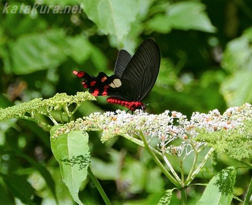 阿里山國家風景區 Twitter Search Twitter