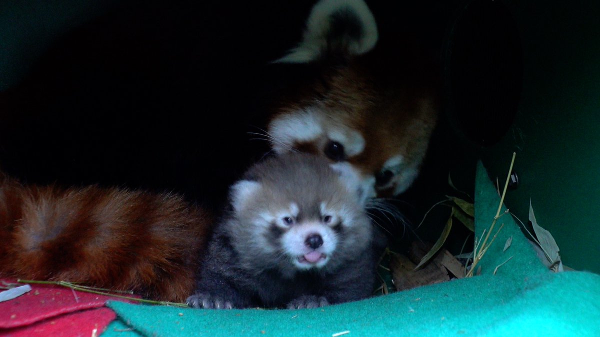 OregonZoo's tweet photo. Baby blep https://t.co/YAJL2Z9UKU