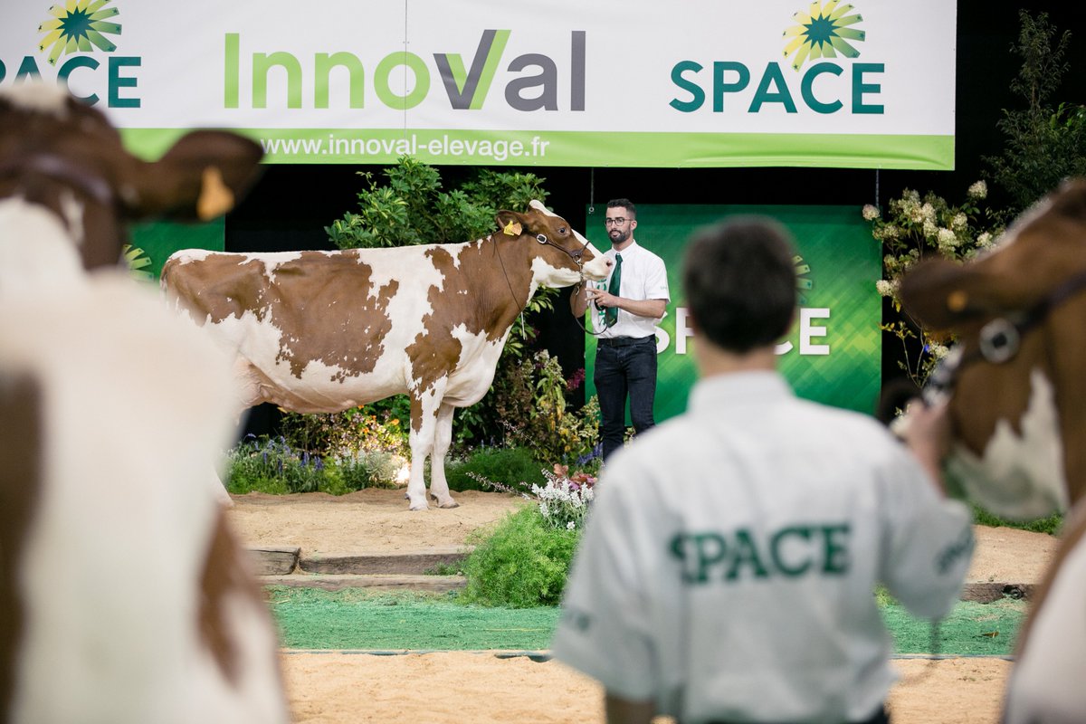 SPACERennes's tweet photo. 📸🐮 Lors du #SPACE2019, Alice Bertrand du @studio2prairies a pris ses quartiers sur le ring ! On ne se lasse pas du résultat alors on vous partage quelques images 😍 https://t.co/P4NVLwf0q5