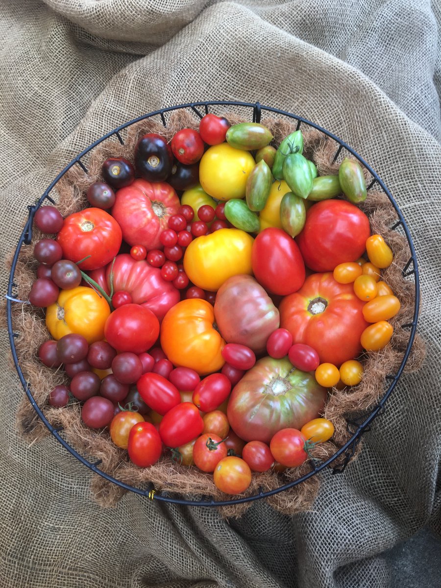 JCS_HomeService's tweet photo. WOW it is hot hot hot outside. But the Veggies sure love this weather. Fall is just around the corner so all these beautiful veggies will be going away. Pick them while you can.
Happy Monday! https://t.co/Q1zbDwCYpg