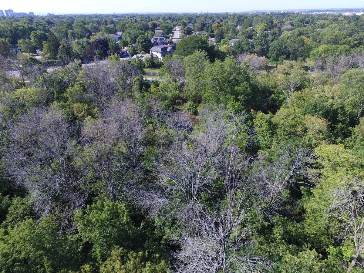 LallemandForest's tweet photo. Ash trees are an important part of your city’s landscape and the spread of EAB has severe ecological and financial impacts on communities. If you are a homeowner who has an ash tree, help to reduce the impacts by finding a service provider. https://t.co/Dyg2sXsX6z https://t.co/Y537XwK1Ak