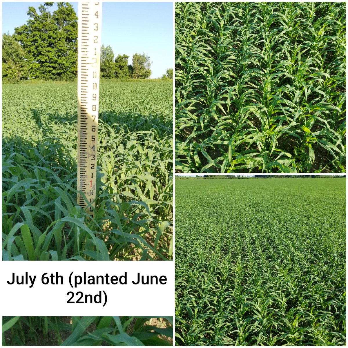 MapleseedCanada's tweet photo. Great field of #Mapleseed #sorghumsudan in Cavan, ON! Check out the difference 14 days makes on this #cowchow! 🐮 🌱

Contact us for more information.

#PartnersinInnovation https://t.co/E4axRYQpFo