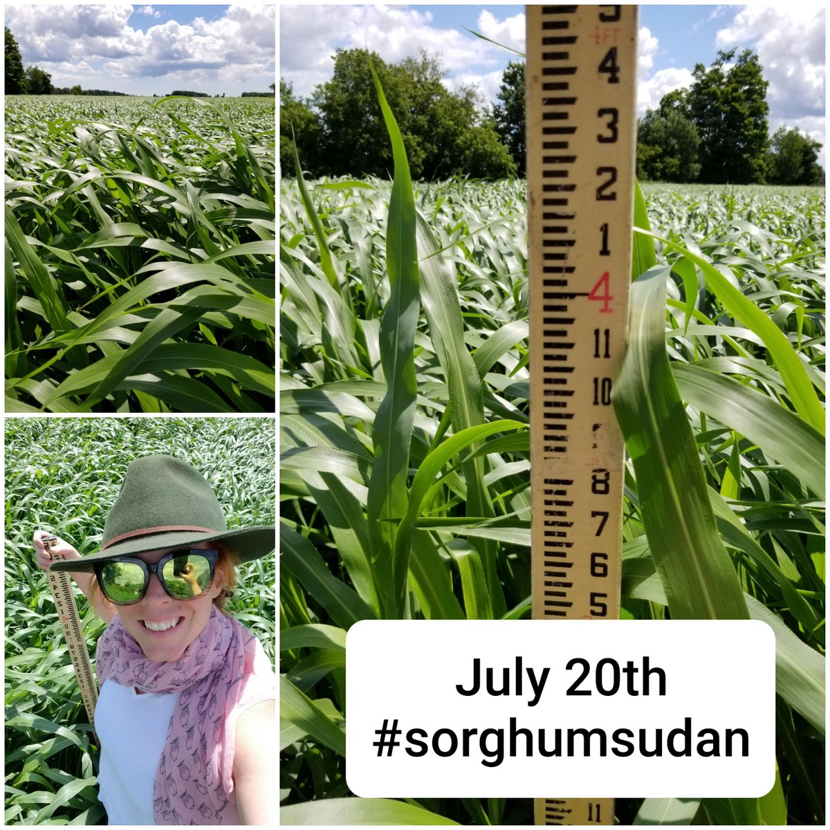 Great field of #Mapleseed #sorghumsudan in Cavan, ON! Check out the difference 14 days makes on this #cowchow! 🐮 🌱

Contact us for more information.

#PartnersinInnovation