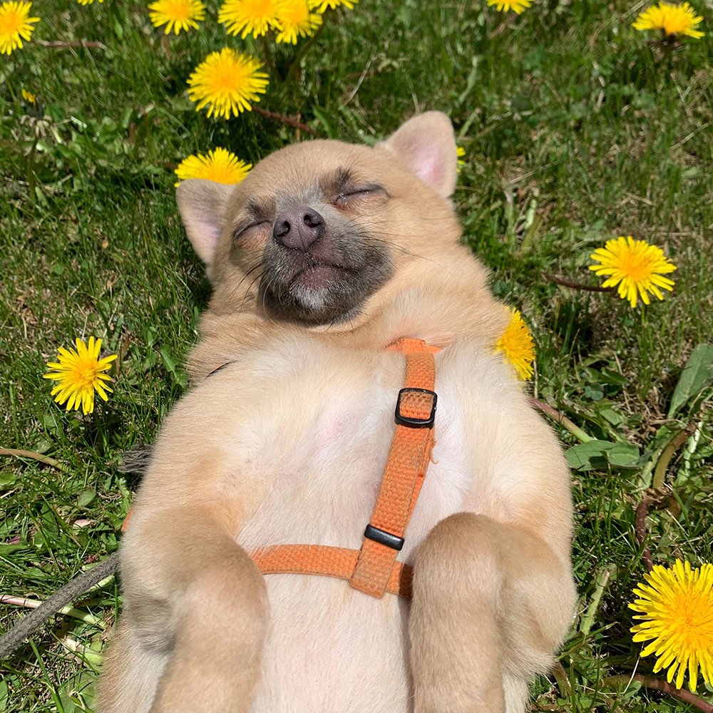 Happy Monday! We're curious...how do you reduce stress and stay focused during the week? Meditation? Exercise? Watching a guilty pleasure show? (no judgment! 😉) 

Let us know 👇  (&amp; if anyone has tips to be as relaxed as this Kinsta pup, we're all ears! 😊)