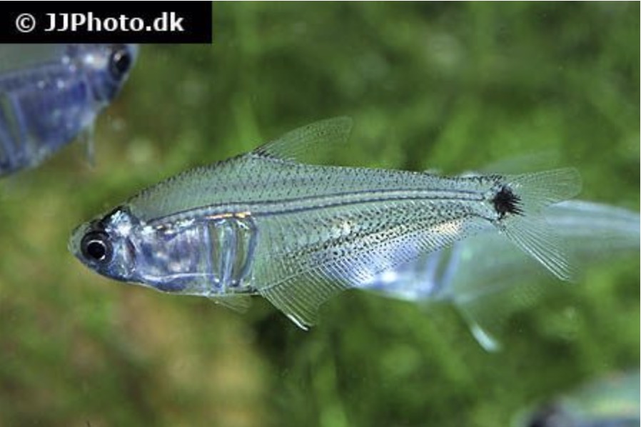 TropFishFinder's tweet photo. The Amazon Crystal Tetra. Available now on https://t.co/a8evmbx76B... click here to buy now: https://t.co/c8xDfQnhgk

#tropicalfishfinder #tetra #aquarium #tropicalfishuk #tropicalfish #amazoncrystaltetra https://t.co/HieBo4w3wD
