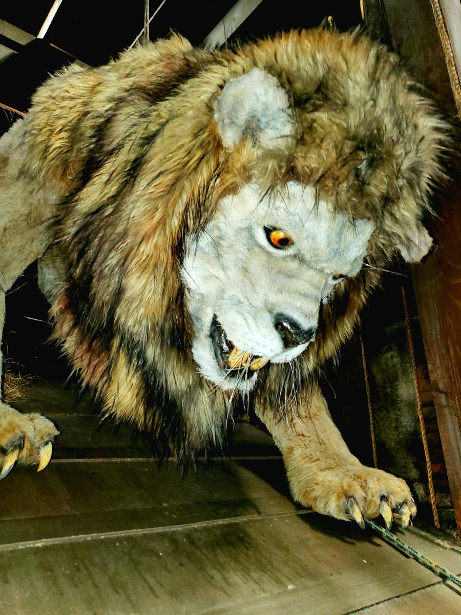 Here kitty, kitty, kitty... 🦁