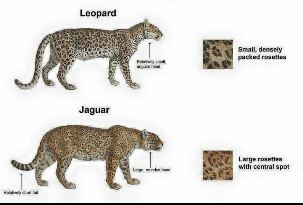 Differences between Leopard and Jaguar