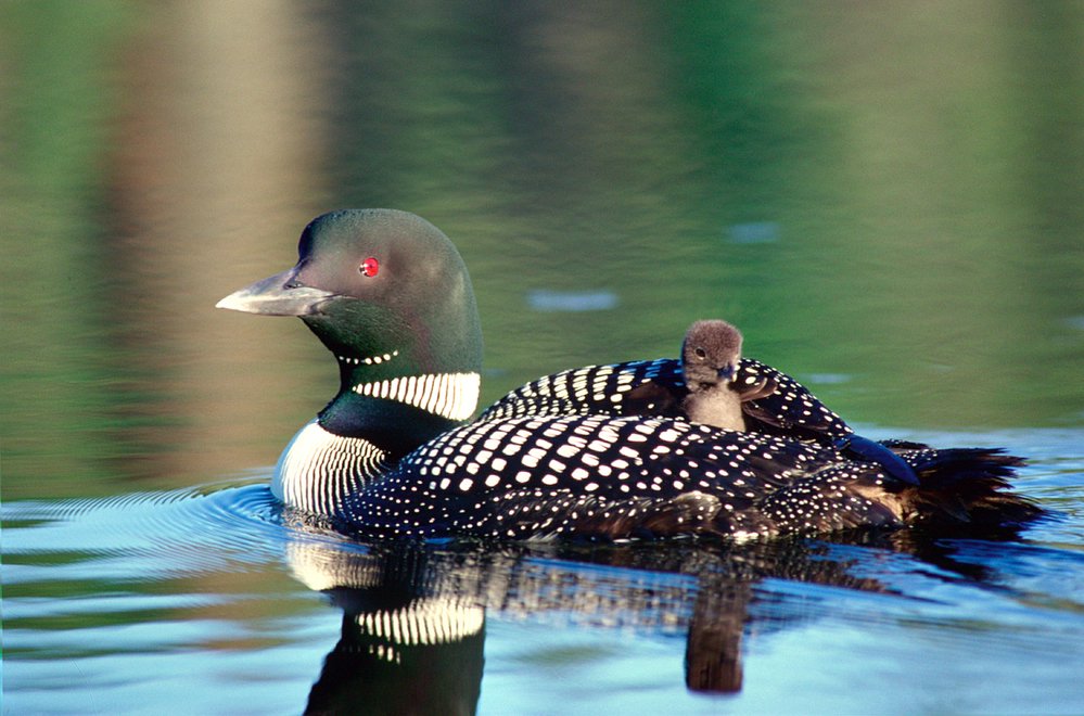You may have heard the calming call of a #loon on a warm summer day, but have you ever seen a mother swimming with chick on board? A truly Canadian scene! © Frank PARHIZGAR / WWF-Canada