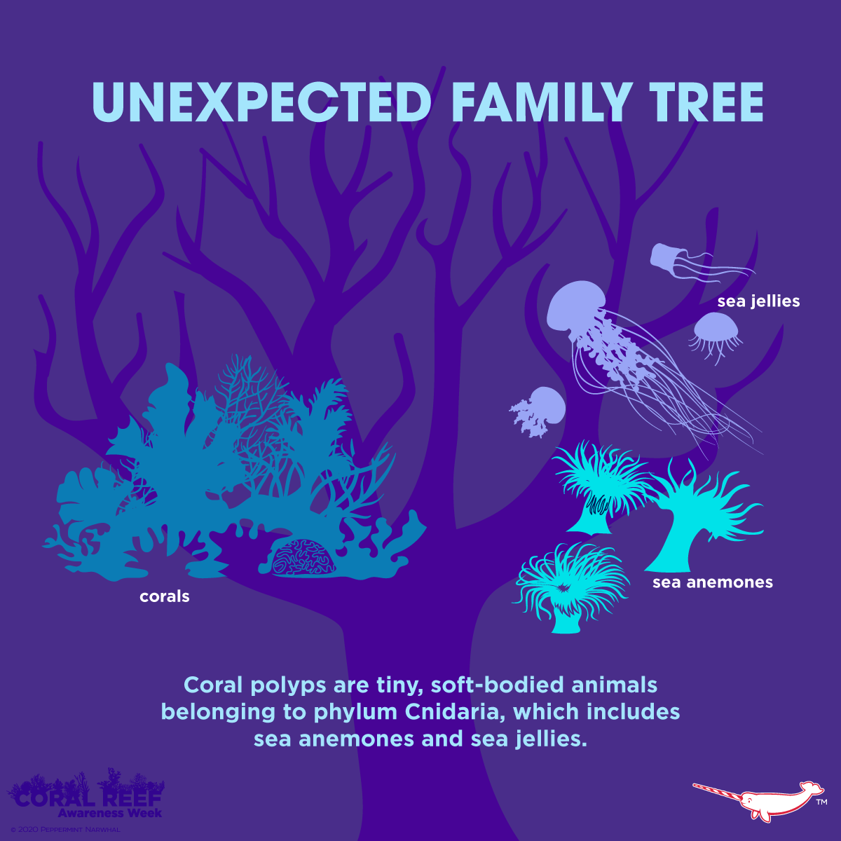 PepomintNarwhal's tweet photo. #UnexpectedFamilyTree #Corals #SeaJellies #SeaAnemone
Animal Face Masks: https://t.co/48budCETnr
#PeppermintNarwhal Store: https://t.co/ISRfrTWwVu
YouTube: https://t.co/uKbf9WHgqP
Patterns: https://t.co/xG5aKMaRUN https://t.co/A64GfEInSV