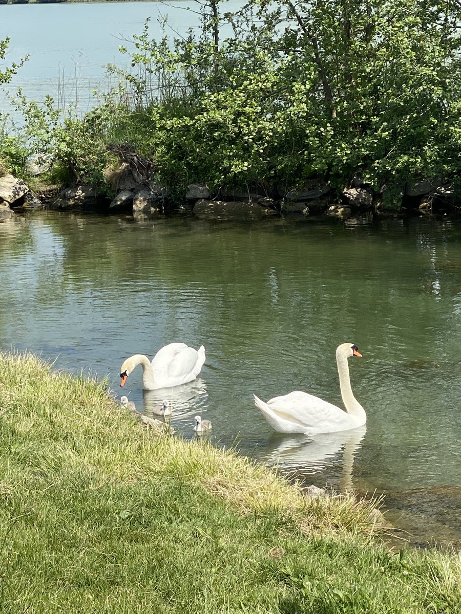 GRUBMA's tweet photo. Idylle in LINZ an der Donau https://t.co/wQjqj9i5FY