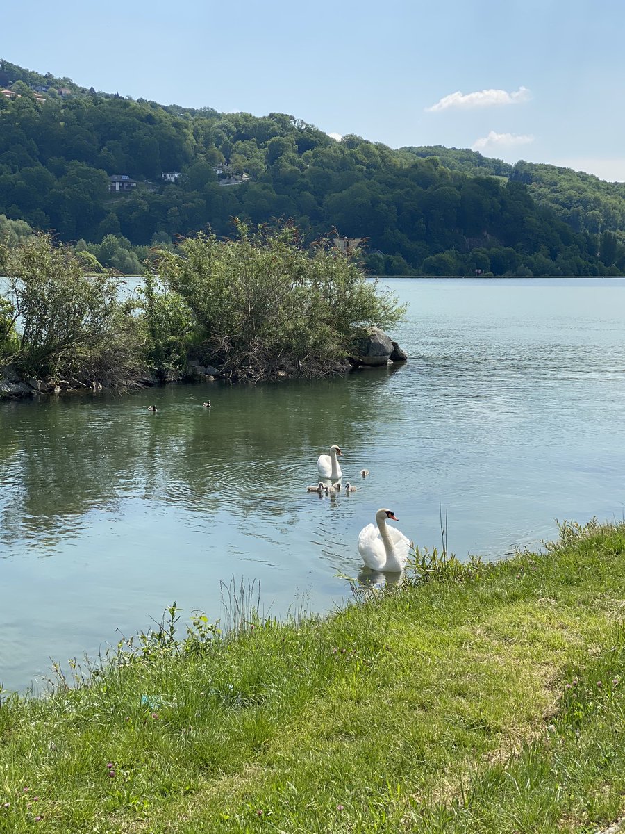 GRUBMA's tweet photo. Idylle in LINZ an der Donau https://t.co/wQjqj9i5FY