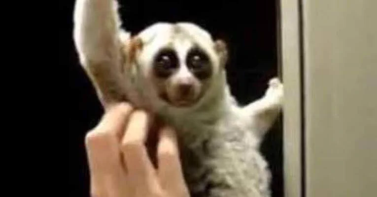 @pisiinu 完全勝利UC
絶対美味いから 