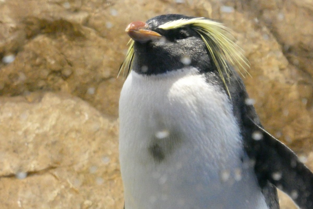 池ぽん W 冠羽の長い キタイワトビペンギン なるほど そりゃハードムースのｃｍキャラクターにうってつけですね ロックでカッコいい アクアパーク品川