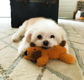 SilverOaksAPT's tweet photo. A Monday mood, who can't wait to get back home to their pets today?🙋♀️ 🥰🐶
#weloveourpets #petfriendly #findyoursilverlining
https://t.co/ITRUuwJO7I https://t.co/ILlR5sjG2Y