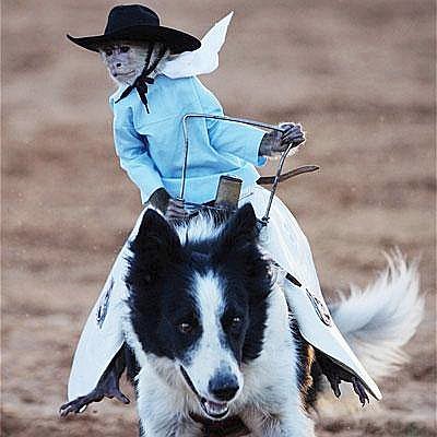 RemainSeatedPod's tweet photo. This week on Remain Seated, we discuss our feelings about eating from restaurants during the pandemic, Whiplash The Cowboy Monkey, Festus' knowledge of Navy vocabulary is tested, and much more! 
https://t.co/DIpCNNZ2N3 https://t.co/evLJTF2Hzj