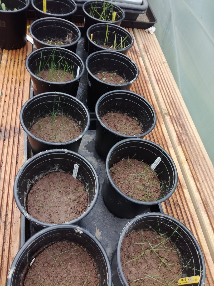Climate_Soil's tweet photo. More single species pots planted out. All following the same equally spaced planting template as the community pots in our main experiment. 
#Ecology #ClimateChange #SoilScience https://t.co/LC0fwoBJRV