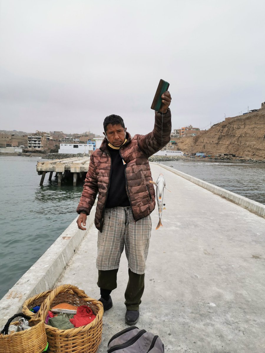 Carlosho05's tweet photo. Lo que me encontré en el camino Un pintero atrapó una rica #Pintadilla en el muelle
#PuertoHuacho 
#Pesca #Pinteros https://t.co/3eO0ryXFQ4