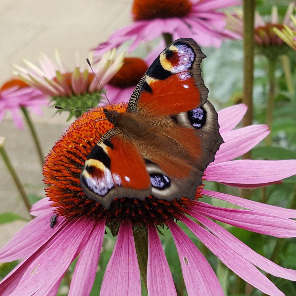 GillGbridge's tweet photo. Painted lady resting on echinacea. Lovely. @rhswisley @savebutterflies #ButterflyCount https://t.co/g5JoABFGdJ