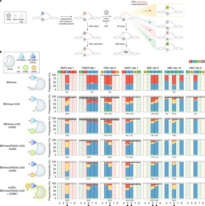 Nature Biotechnology New Crispr C To G Dna Base Editor Expands The Landscape Of Precision Genome Editing Nbtinthenews Via Massgeneralnews T Co Tls5kgr7oa T Co Dbttsumlcu