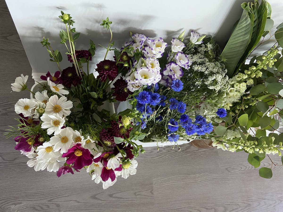 yukafloral_site's tweet photo. お花を買った時のレジのおばさん
「OH My God! So pretty!!」
私 「I know~ I’m so exciting.」
明日は、お花のYouTubeとインスタ撮ろう❣️
#コスモス
#ダリア
#wilsonfarm https://t.co/11SghJCDkk