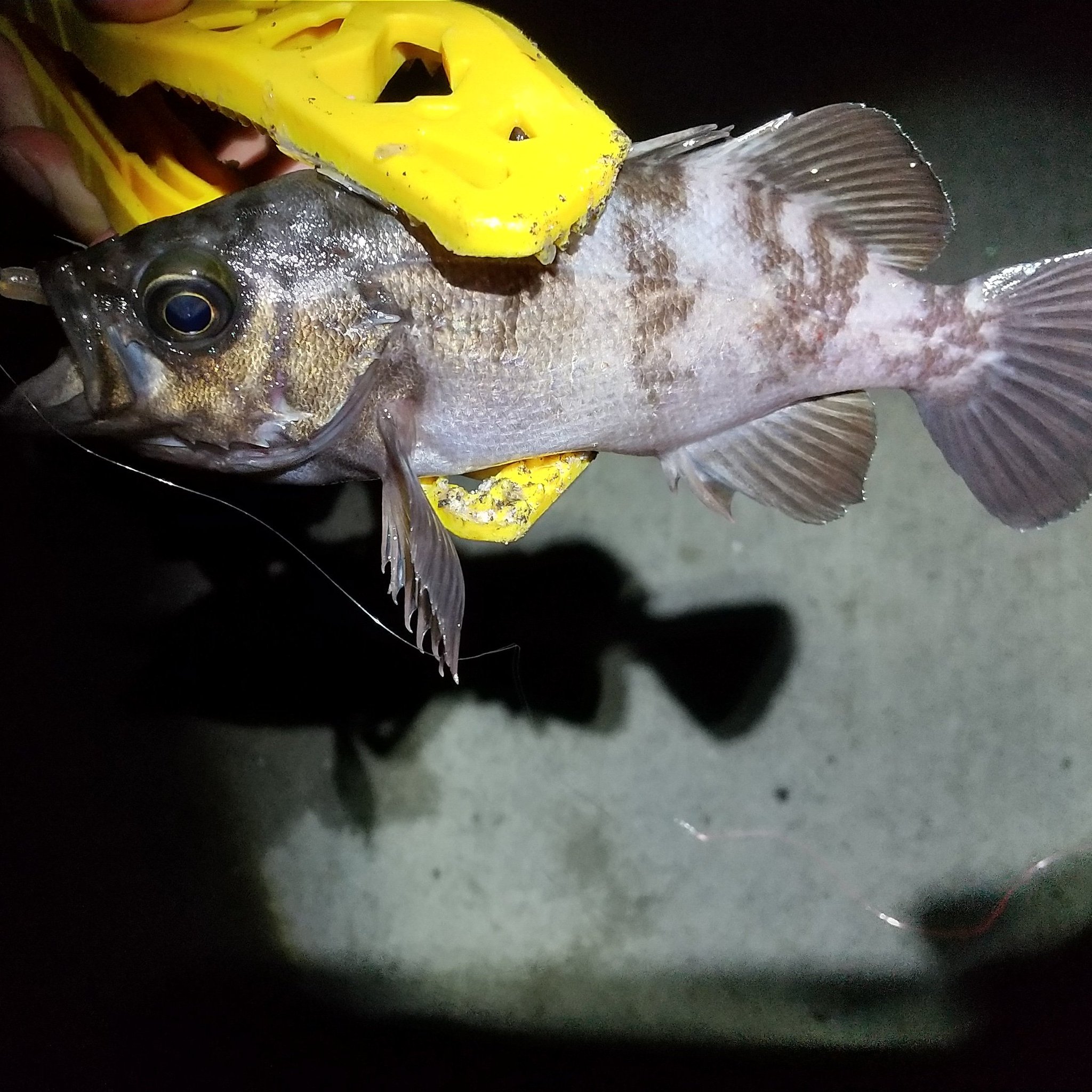 ぐっさん アジング のつもりが こんな時期にまぁまぁの メバル 釣れた 浜名湖