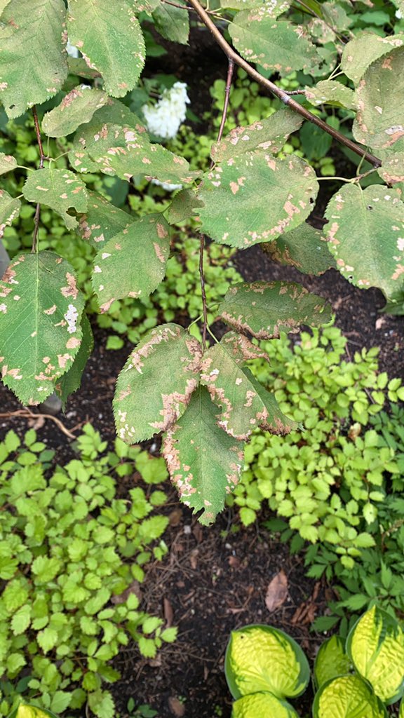 valfleck's tweet photo. @CBCHamilton  I have a serviceberry that has some type of blight. It didn’t really flower this year. No noticeable bugs. What can I do? https://t.co/Udzosfe8is