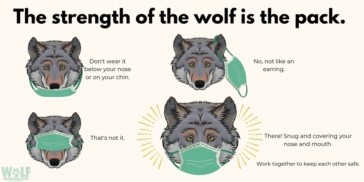 Wolf Conservation Center 🐺 tweet media