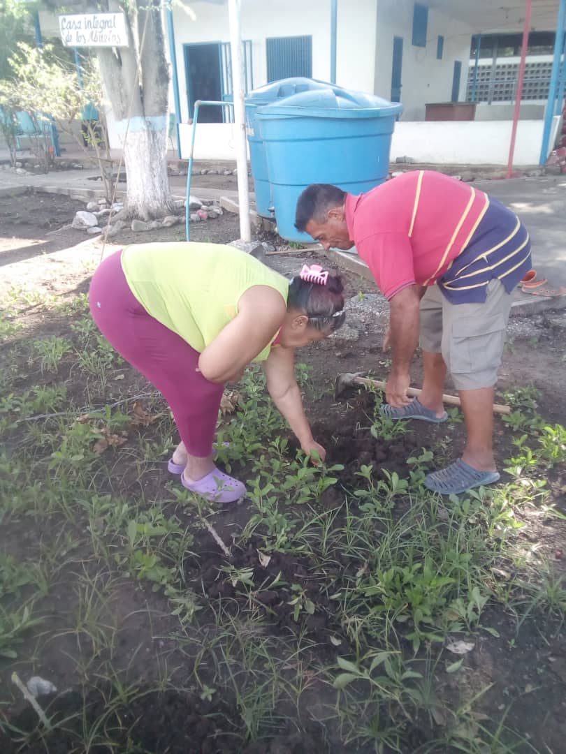 CLAP_PradosN1's tweet photo. Continuamos con la siembra en los espacios de la casa de los abuelos, de la mano de representantes de CLAP producción de prados del Norte 1. El cuji Barqto Edo Lara. @gestionperfecta @NicolasMaduro https://t.co/jHirsh4SXf