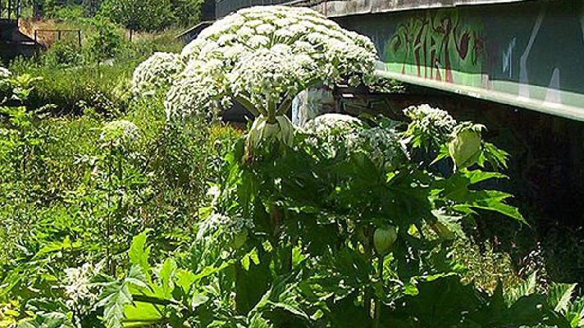 Isabelle LaBranche tweet media