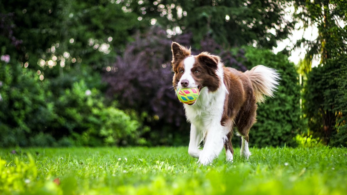 ARKonnection's tweet photo. Did you know the position of a dog's tail can communicate information about what that dog is thinking and feeling? Learn more here: https://t.co/E2KZZ0Tuly! #ARKforDogs https://t.co/DDchOUM6e2