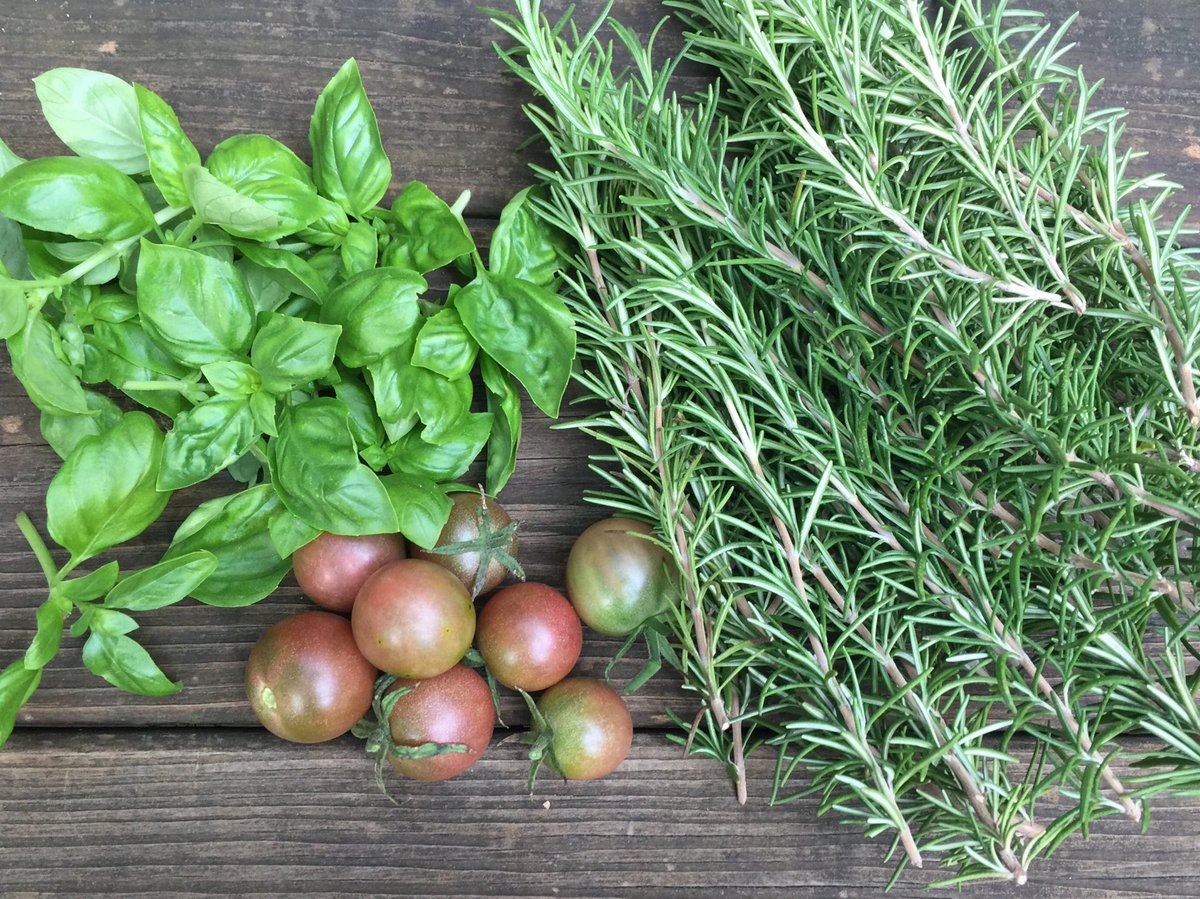 MrsLongFWES's tweet photo. A delicious little harvest today! 🌞+💦+❤️=🍅🌱🥬 #everylittlebithelps @FWESIBPYP @fwespta @DorcasCary https://t.co/EdCLkVkcv5