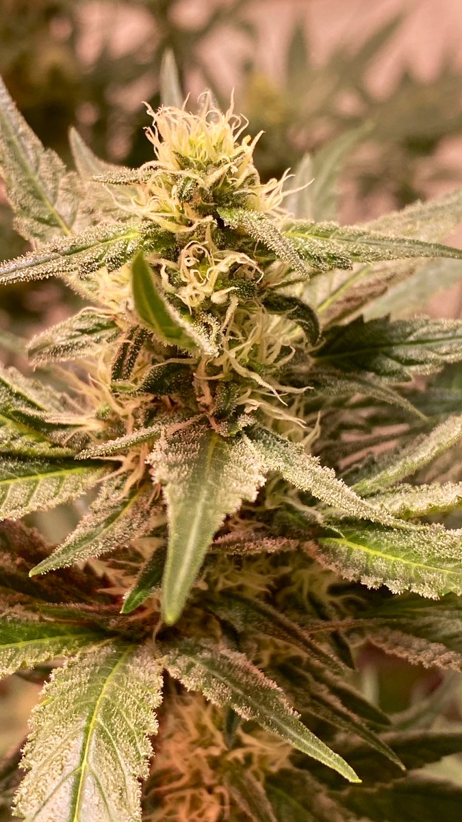 EmeraldZoo's tweet photo. #MondayMotivation
#LemonCreansicle Sticky, stinky and just about to wrap up WK4 in a couple days! #GYO #SmallBatchCraft 
Sometimes we’re tested not to show our weaknesses, but to discover our strengths. 
@HTGDark @SUNMASTERlamps #Hortux #CO2Enhanced This is how I do living art. https://t.co/oiYHtM5YPb