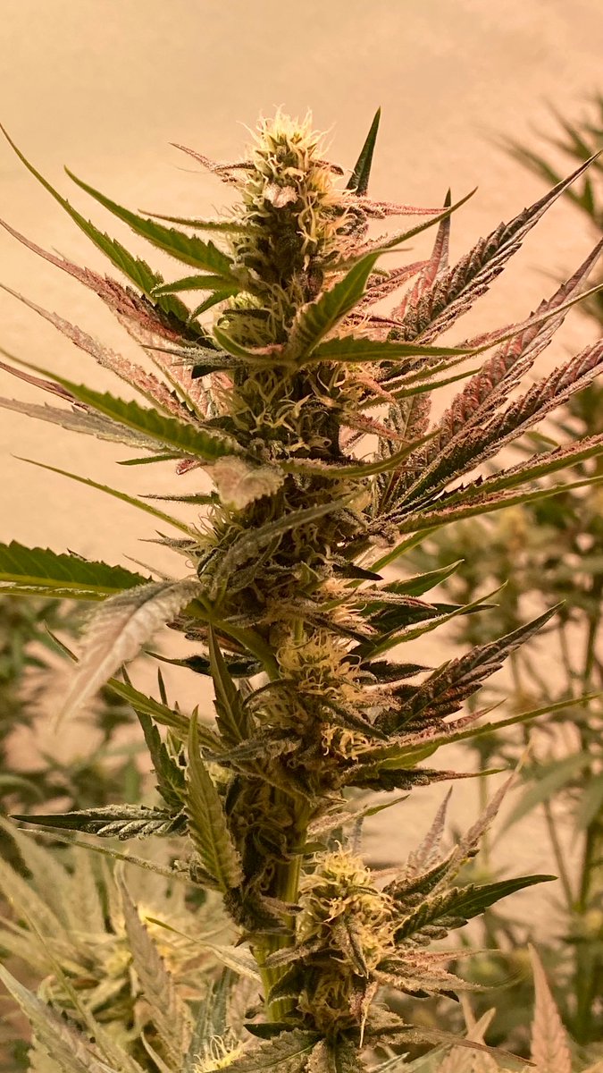 EmeraldZoo's tweet photo. #MondayMotivation
#LemonCreansicle Sticky, stinky and just about to wrap up WK4 in a couple days! #GYO #SmallBatchCraft 
Sometimes we’re tested not to show our weaknesses, but to discover our strengths. 
@HTGDark @SUNMASTERlamps #Hortux #CO2Enhanced This is how I do living art. https://t.co/oiYHtM5YPb