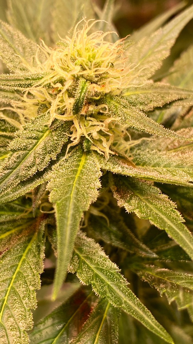 EmeraldZoo's tweet photo. #MondayMotivation
#LemonCreansicle Sticky, stinky and just about to wrap up WK4 in a couple days! #GYO #SmallBatchCraft 
Sometimes we’re tested not to show our weaknesses, but to discover our strengths. 
@HTGDark @SUNMASTERlamps #Hortux #CO2Enhanced This is how I do living art. https://t.co/oiYHtM5YPb