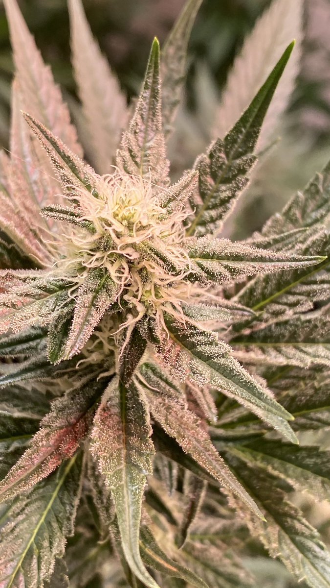 EmeraldZoo's tweet photo. #MondayMotivation
#LemonCreansicle Sticky, stinky and just about to wrap up WK4 in a couple days! #GYO #SmallBatchCraft 
Sometimes we’re tested not to show our weaknesses, but to discover our strengths. 
@HTGDark @SUNMASTERlamps #Hortux #CO2Enhanced This is how I do living art. https://t.co/oiYHtM5YPb