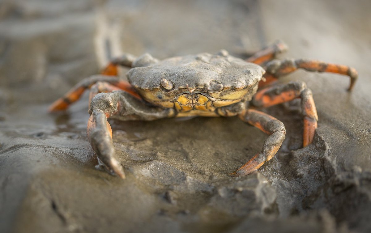 TobiasMai12's tweet photo. Die gemeine #Strandkrabbe. Zur Abwechslung mal ein Tier mit acht Beinen.
#NaturePhotography #Wattwanderung #Seacreatures #imwatt #amstrand https://t.co/7dqhsJ55mf