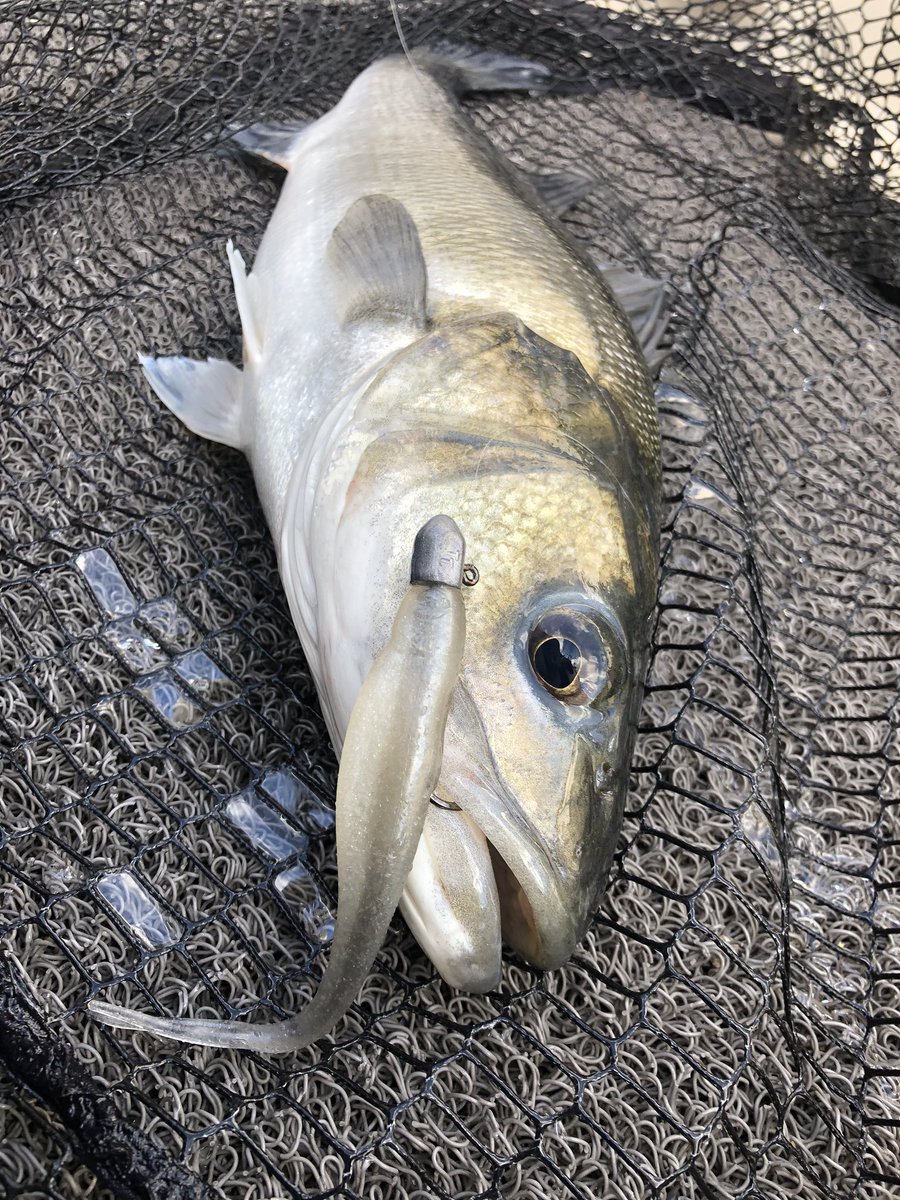 LangstoneAngler's tweet photo. @Zmanfishing StreakZ are fast becoming my favourite Bass bait. That horizontal fall is too much for them to turn down. https://t.co/YuTYbnIuJv