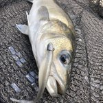 Photo by Dan Sissons (@LangstoneAngler)