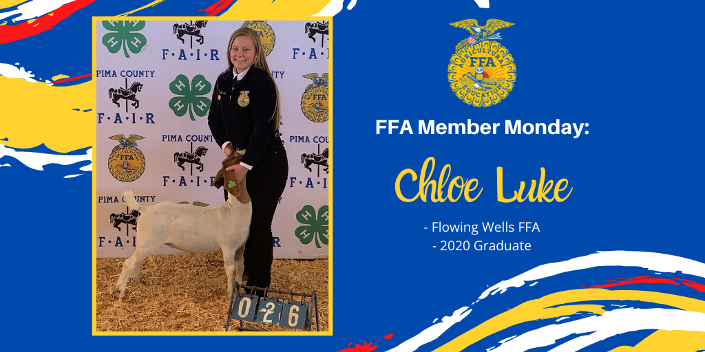 azffafoundation's tweet photo. Chloe Luke is a recently graduated Senior from Flowing Wells High School.  For her Supervised Agricultural Experience, she breeds and sells Havana Rabbits for FFA and 4H members to show at the Pima County Fair.

https://t.co/LnDSzU96Oo

#ffamembermonday https://t.co/S5jgk3o3a3
